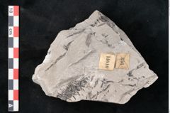 Foto (Detailansicht) von Calamites sp.  (NHMW-GEO-2024-0188-11010)